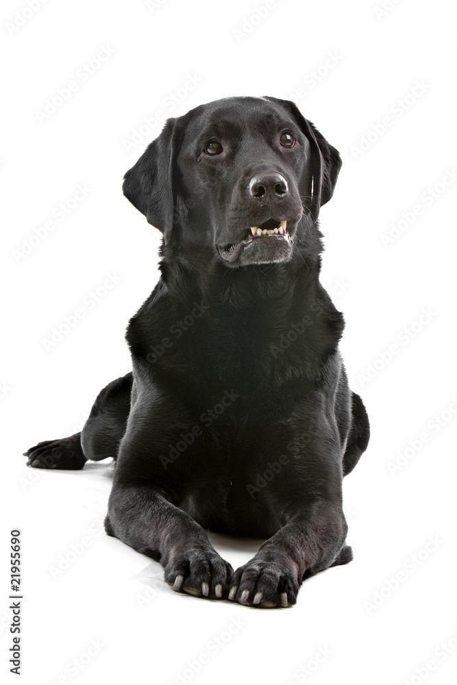 black labrador retriever isolated on a white background