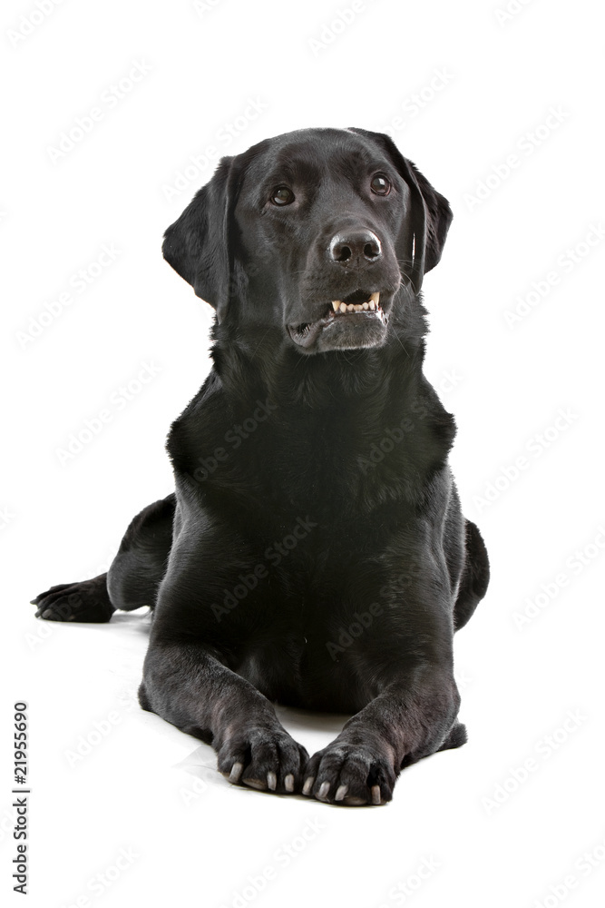 black labrador retriever isolated on a white background black labrador retriever isolated on a white background
