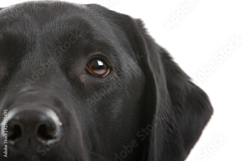 Canvas Print half head of a black labrador retriever