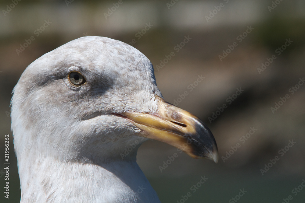 Unhappy Seagull Unhappy Seagull