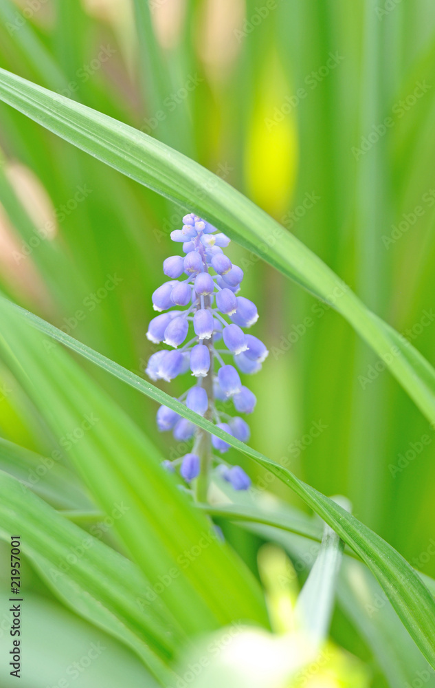 Fototapeta premium bluebell