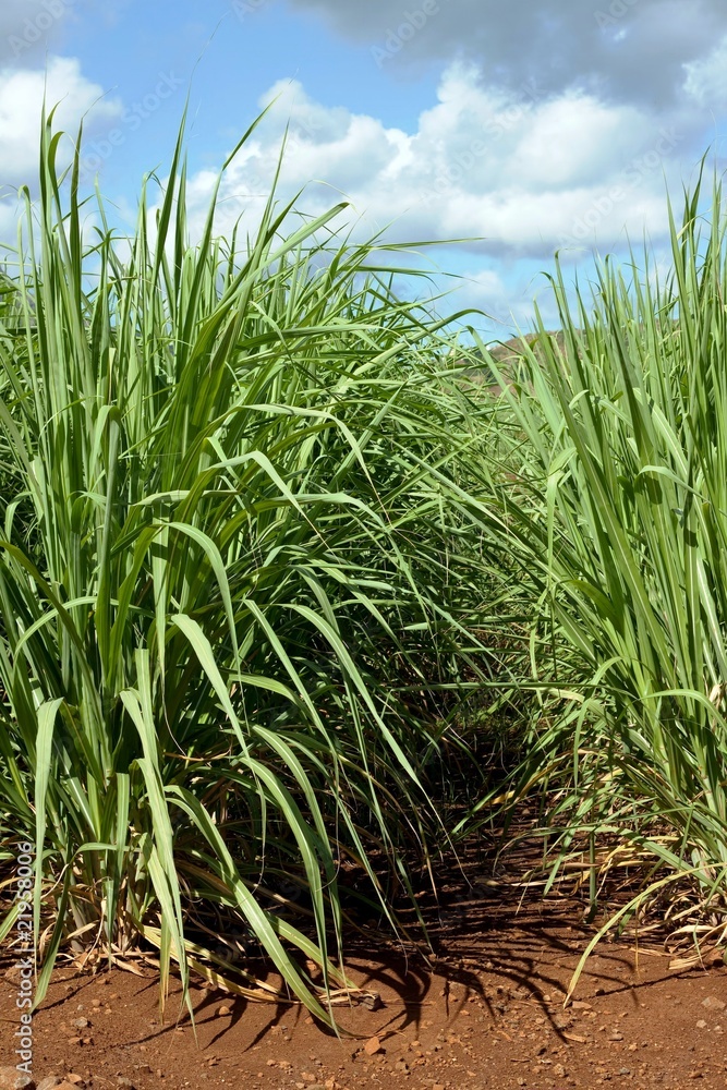 Naklejka premium sugarcane plants