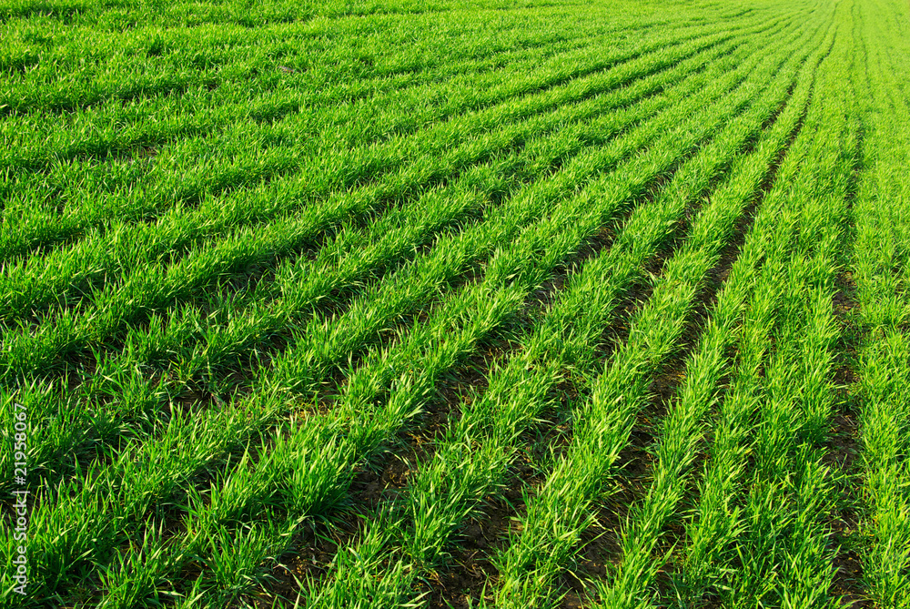 Fototapeta premium grass field