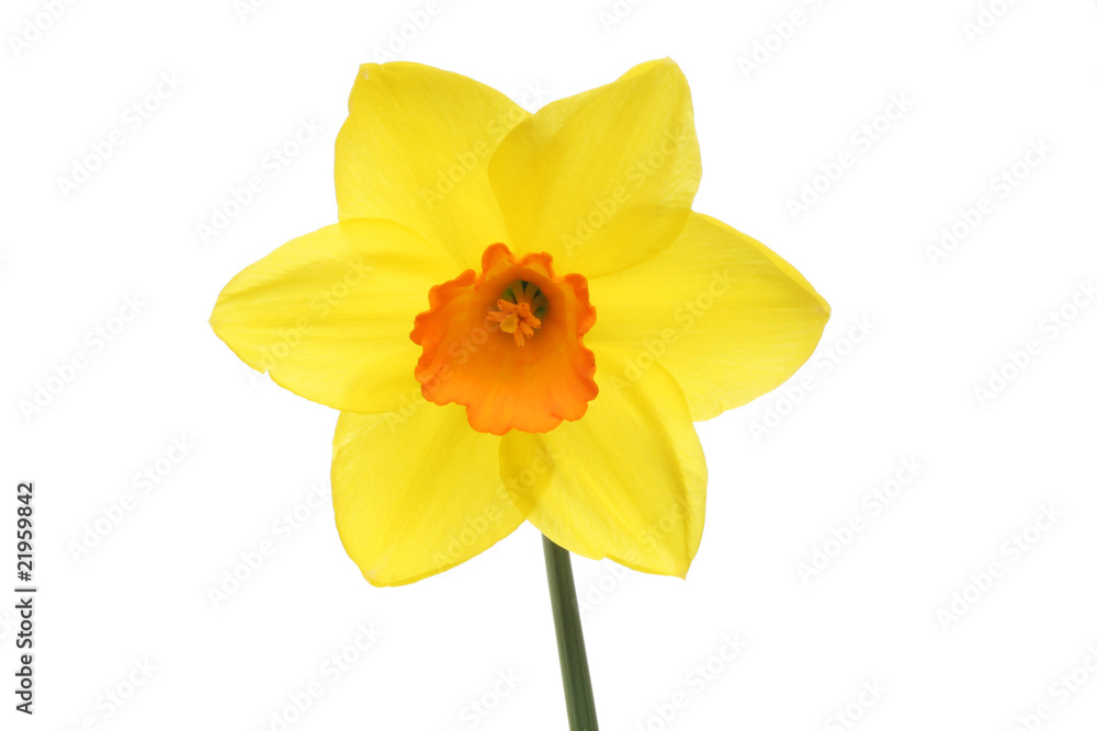Yellow daffodil flower Yellow daffodil flower