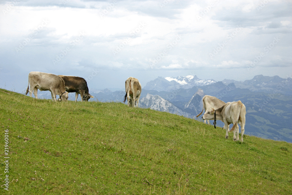 Bergwelt