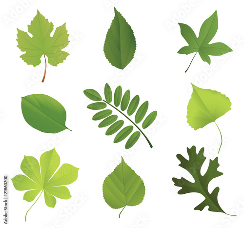 Set of leaves of various trees