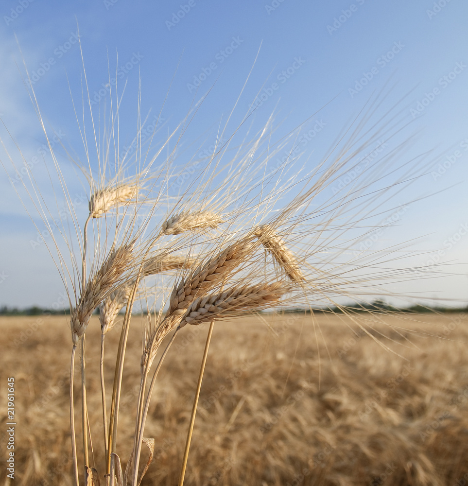 Spighe di grano