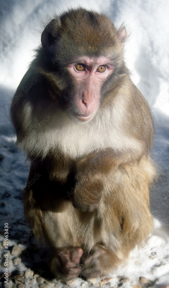 Naklejka premium Japanese Macaque/Snow Monkey (Macaca fuscata)