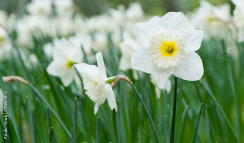 White spring flower Narcissus