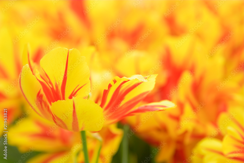 Yellow and red tulip in a flower bed.