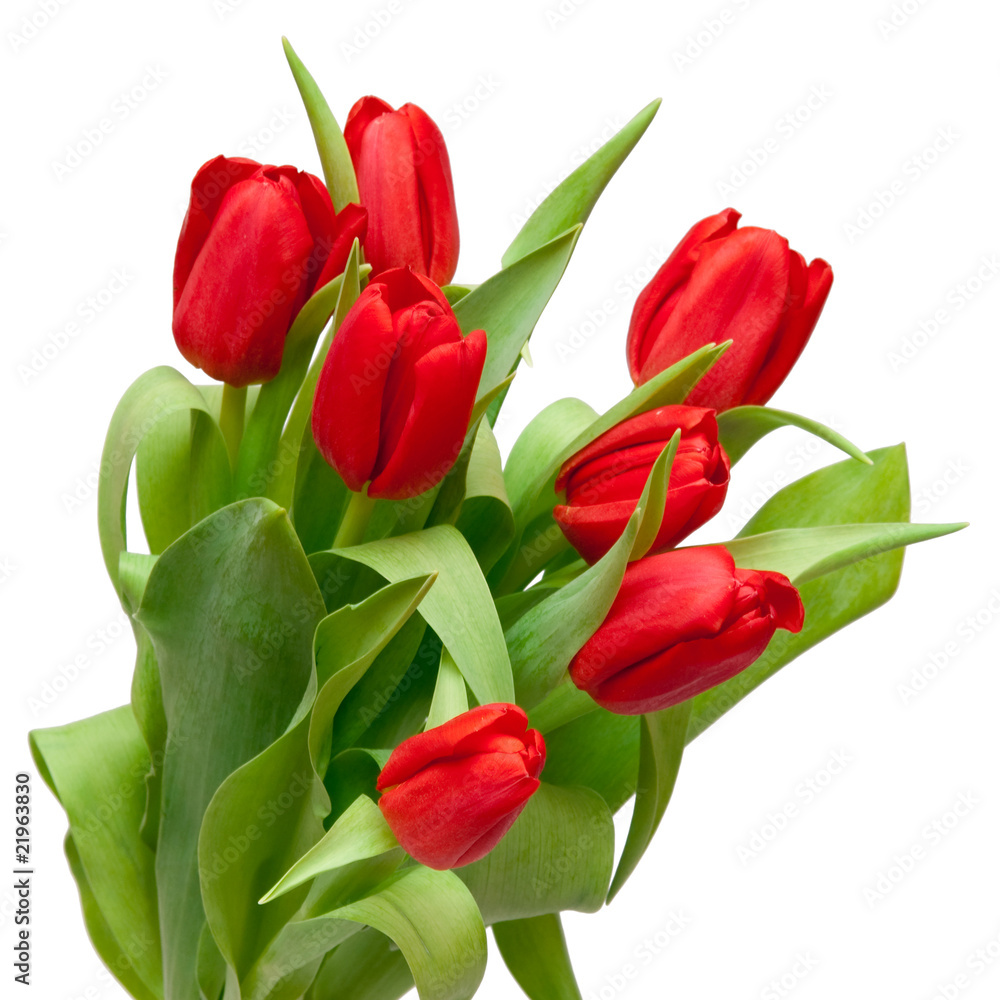 red tulips red tulips