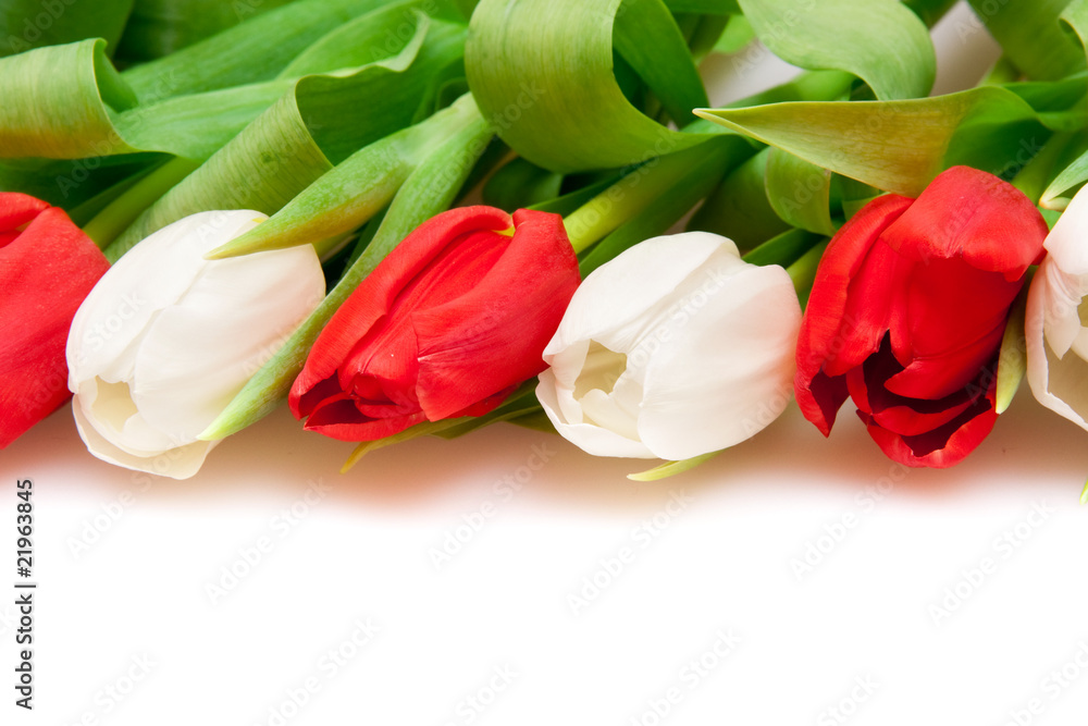 tulips tulips