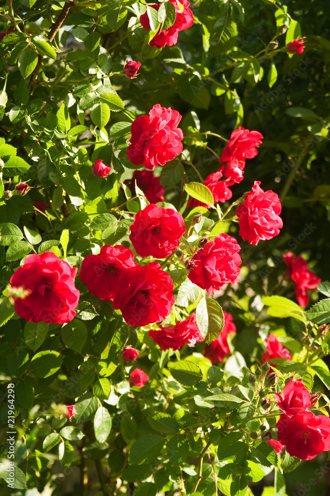 red rose