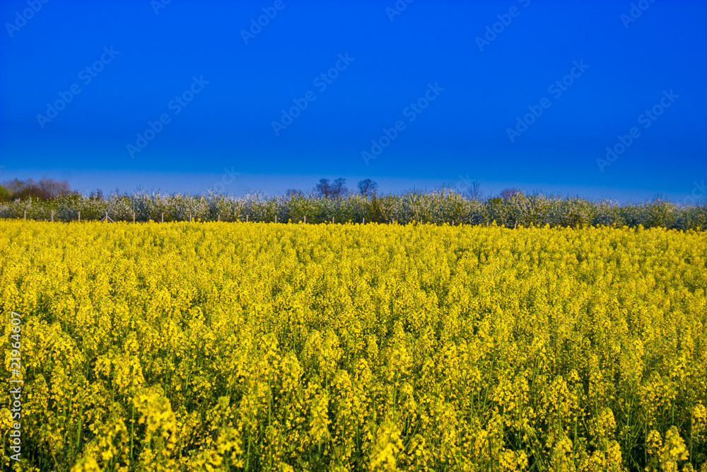 Obraz premium canola field