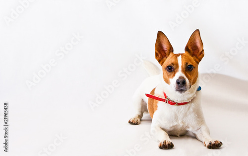 Jack Russell terrier on a white background