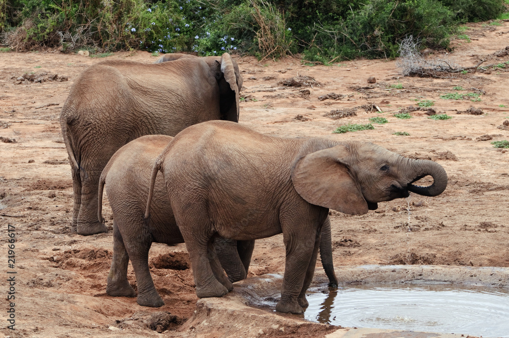 Fototapeta premium Drinking elephant