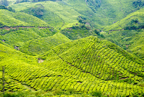 Tea plantation, Cameron Highlands, Malaysia, Asia