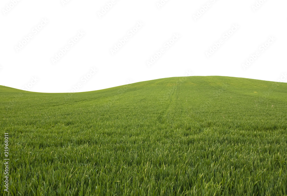 Beautiful field with green grass. Isolated on white. Beautiful field with green grass. Isolated on white.