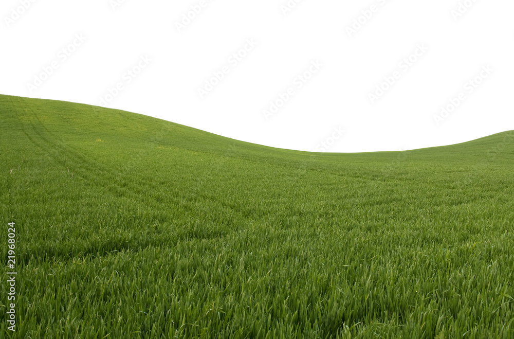 Beautiful field with green grass.