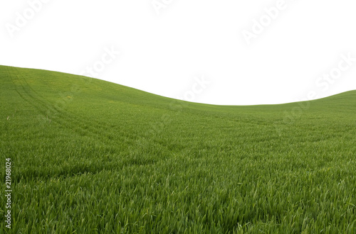 Beautiful field with green grass.