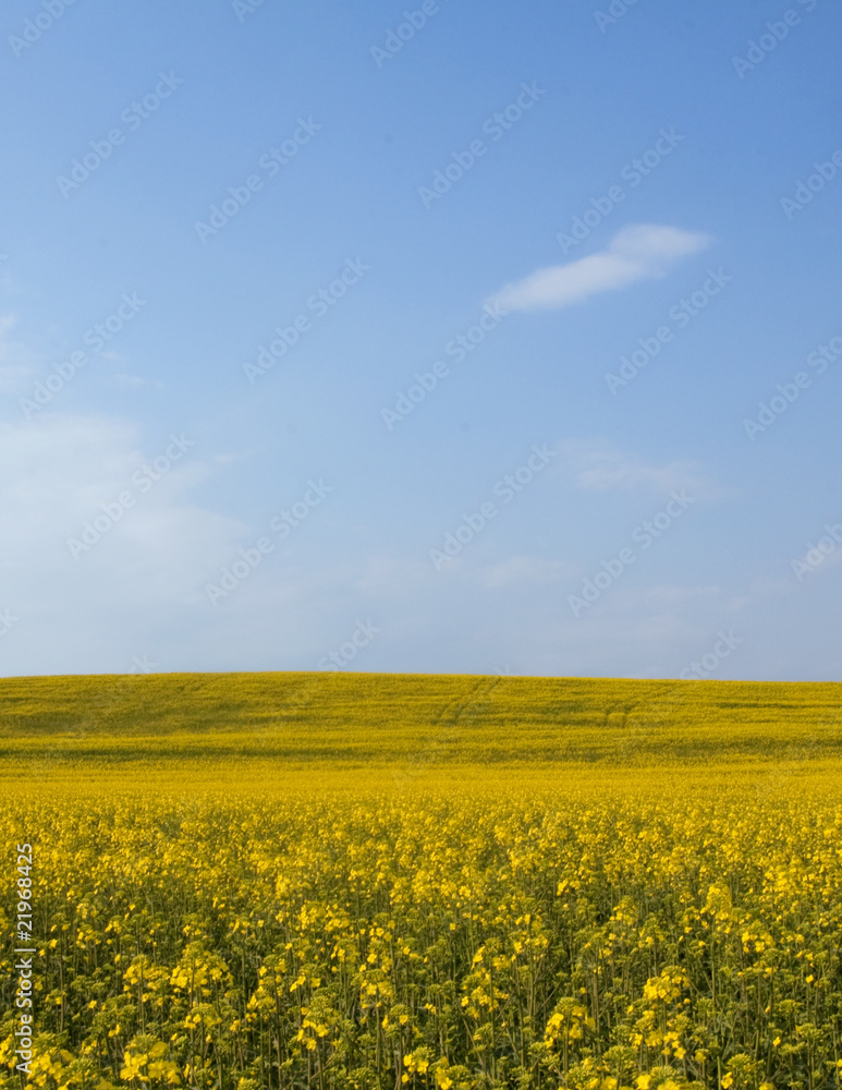 Beautiful field with yellow flowers.