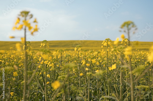 Fototapeta Naklejka Na Ścianę i Meble -  Beautiful field with yellow flowers.