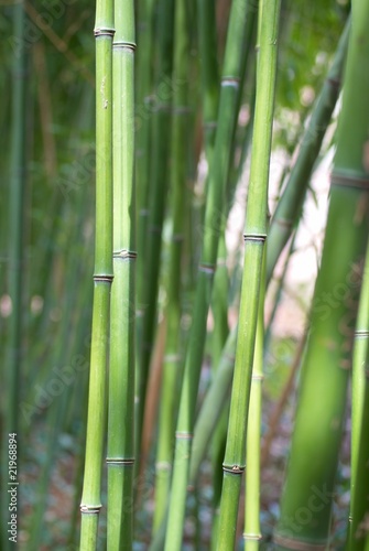 Fototapeta Naklejka Na Ścianę i Meble -  Green bamboo