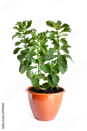 Green home plant in flower pot