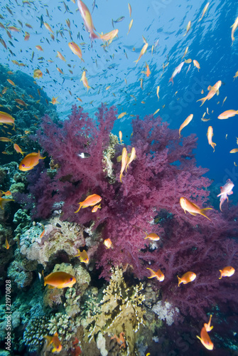 Fototapeta Naklejka Na Ścianę i Meble -  Tropical goldfish and coral reef
