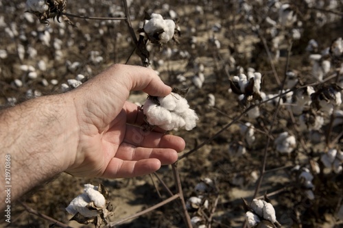 Picking Cotton