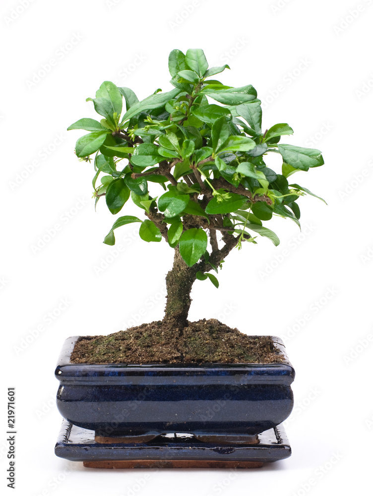 Bonsai in Topf Bonsai in Topf