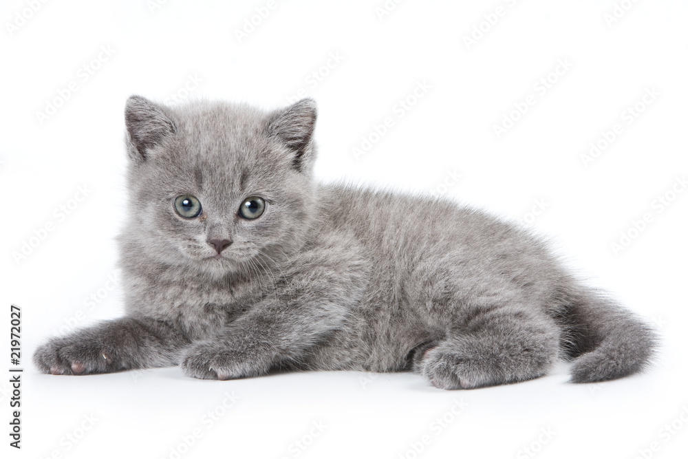 Obraz premium British kitten on white background