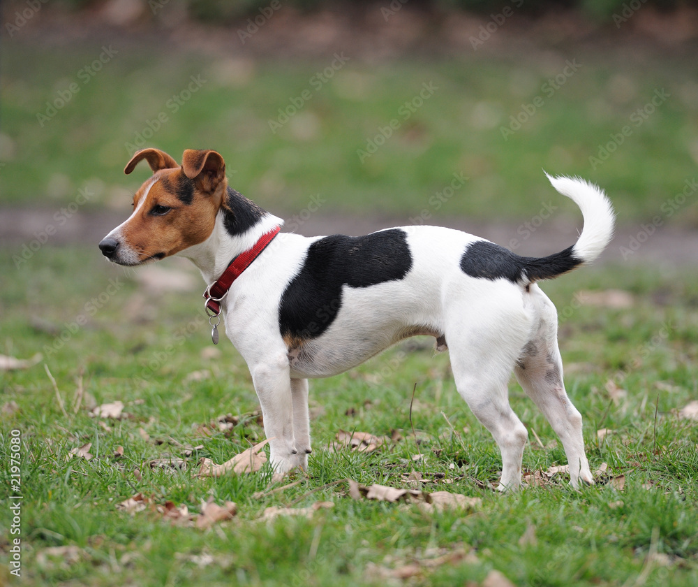 Jack Russell Terrier standing in a park