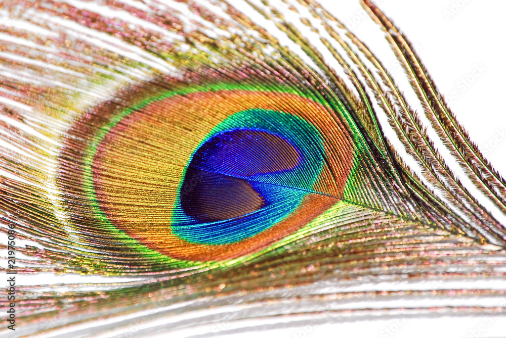 Obraz premium peacock feather