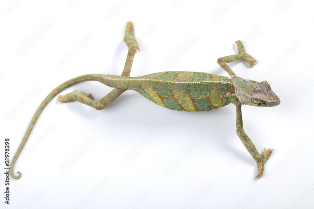 Fototapeta premium Chameleon isolated over white background