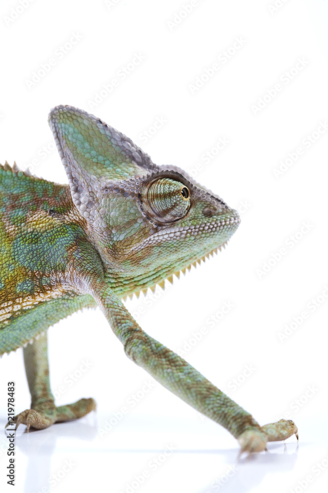 Obraz premium Lizard