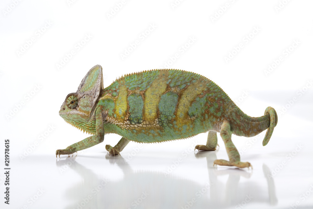 Obraz premium Chameleon isolated over white background
