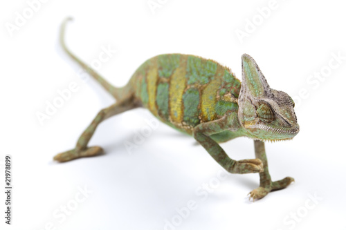 Chameleon isolated over white background