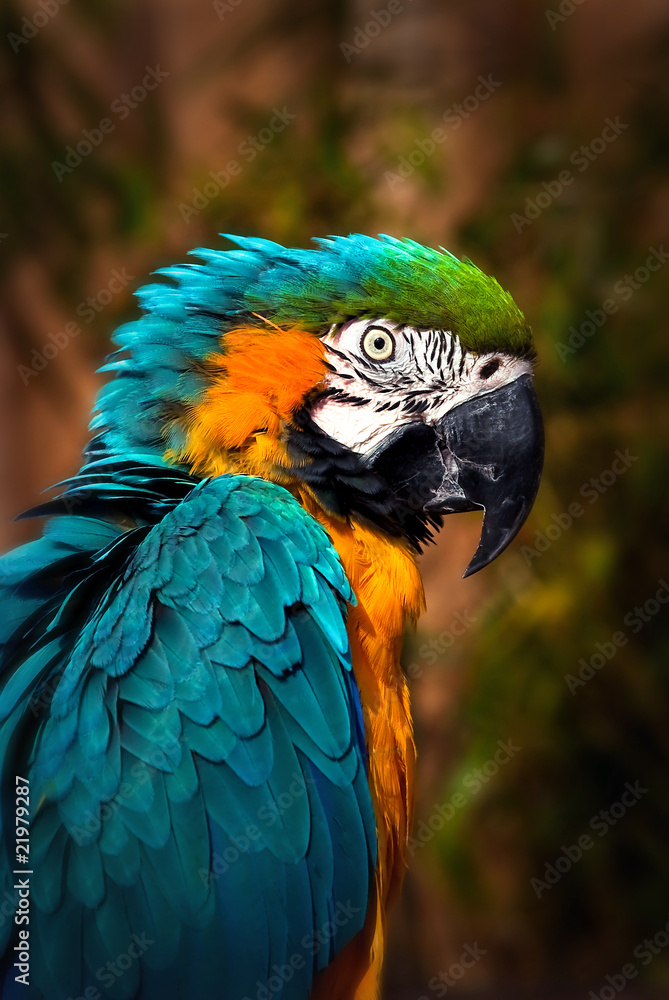 Fototapeta premium Beautiful Blue and Gold Macaw - Parrot Portrait