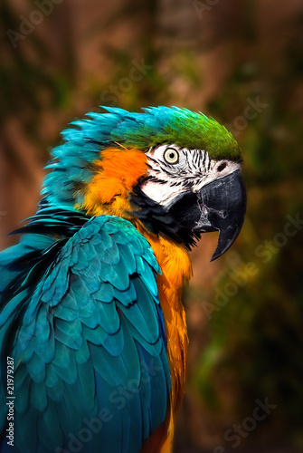 Beautiful Blue and Gold Macaw - Parrot Portrait #21979287