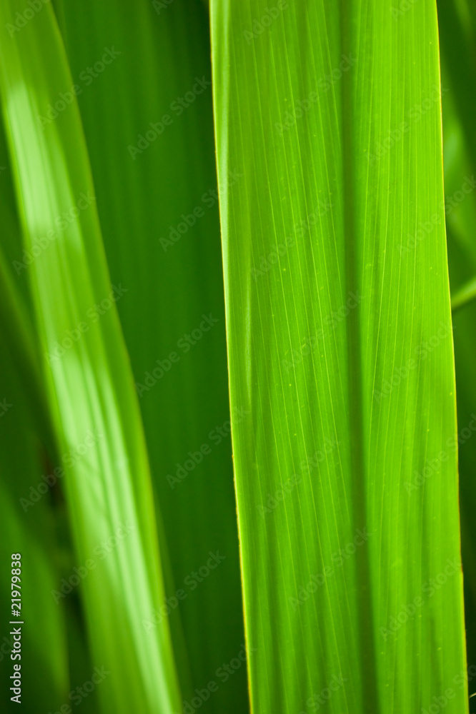 Foglie verdi Foglie verdi