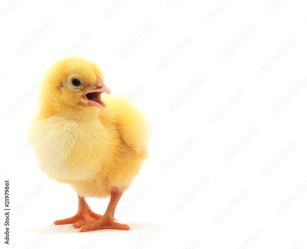 Chicken Chicken