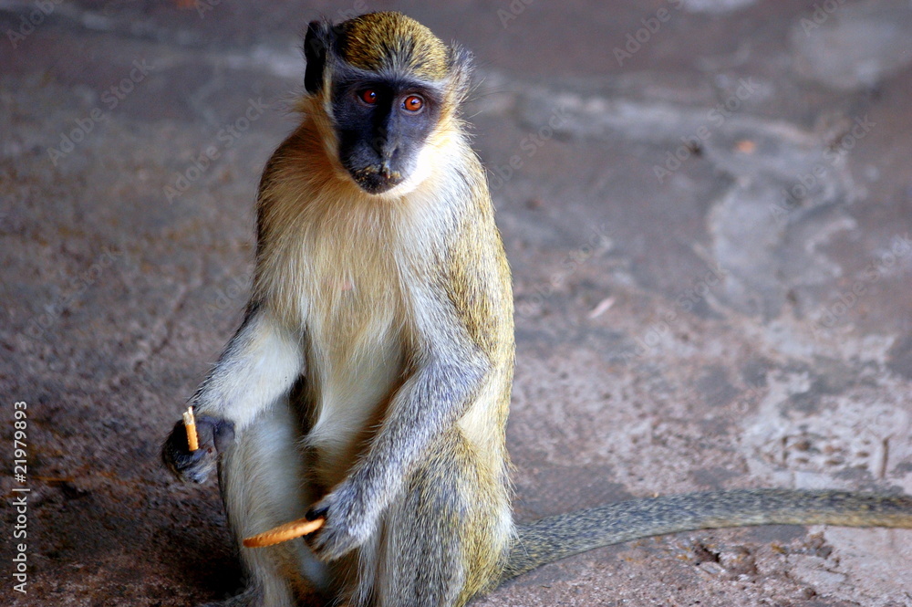 Obraz premium CoockieMonkey