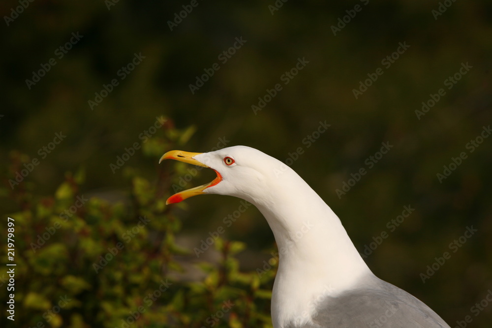 Fototapeta premium GaviotaLoca
