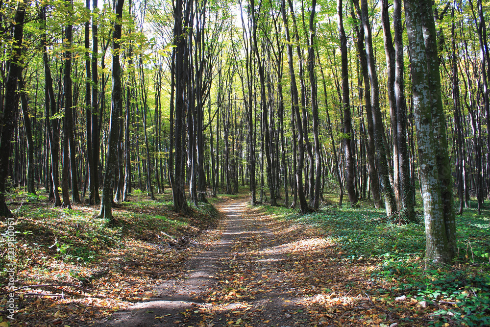 Naklejka premium colors in the forest