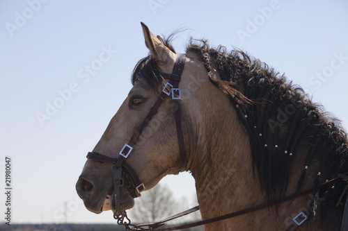 caballo bayo photo