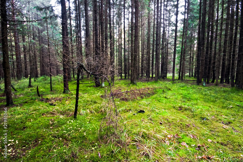 Obraz premium Autumnal forest in sunny weather