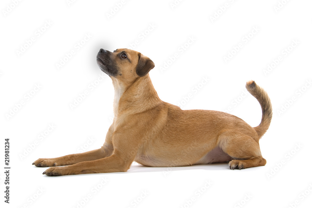 profile of a lying mixed breed dog looking up
