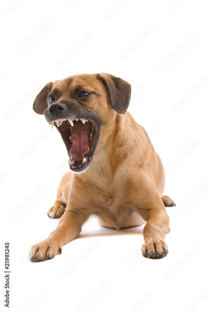 mixed breed dog looking angry