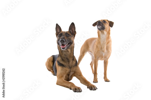 two mixed breed dogs isolated on a white background